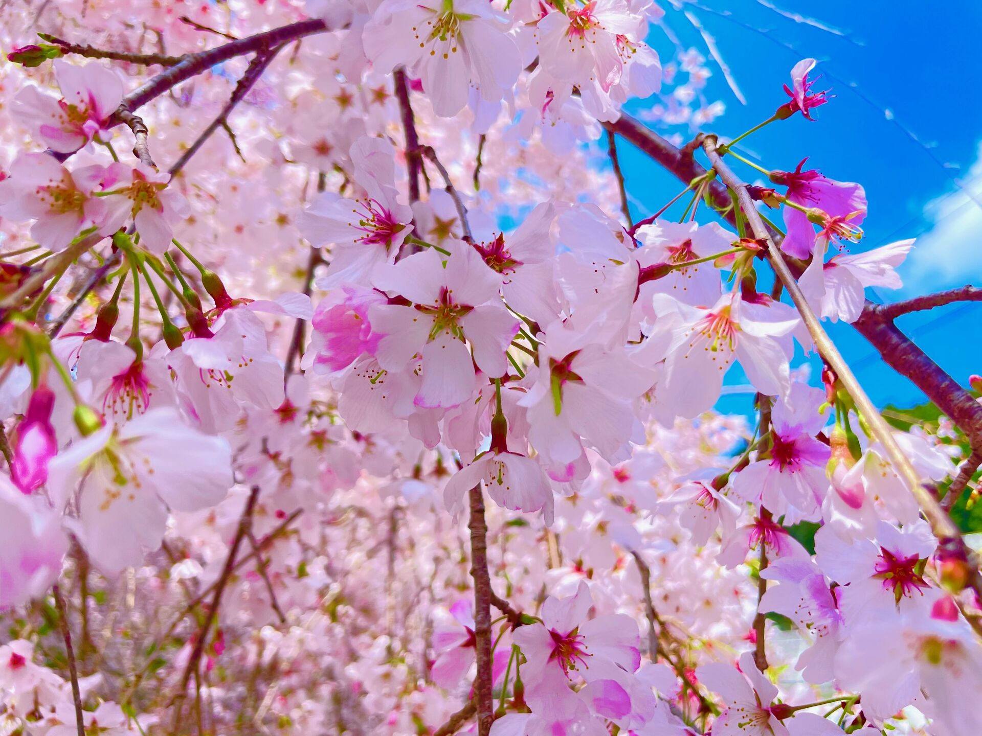 神山町の桜